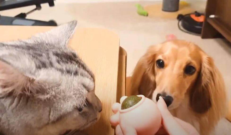 ダックスフンド,動画