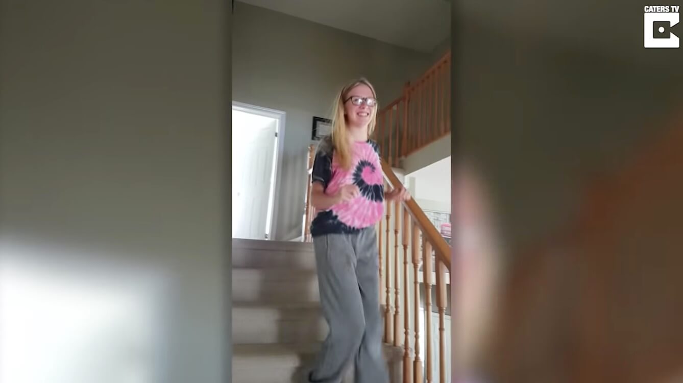 ダックスフンド,動画