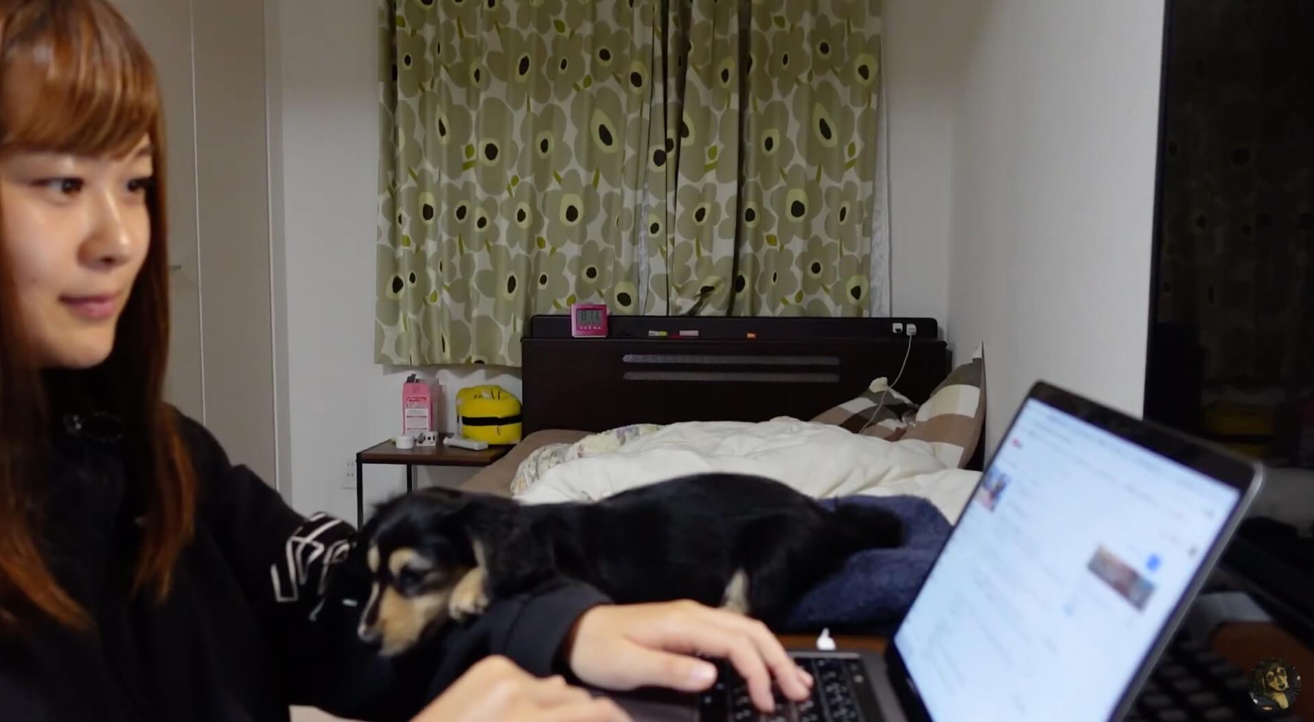 ダックスフンド,動画