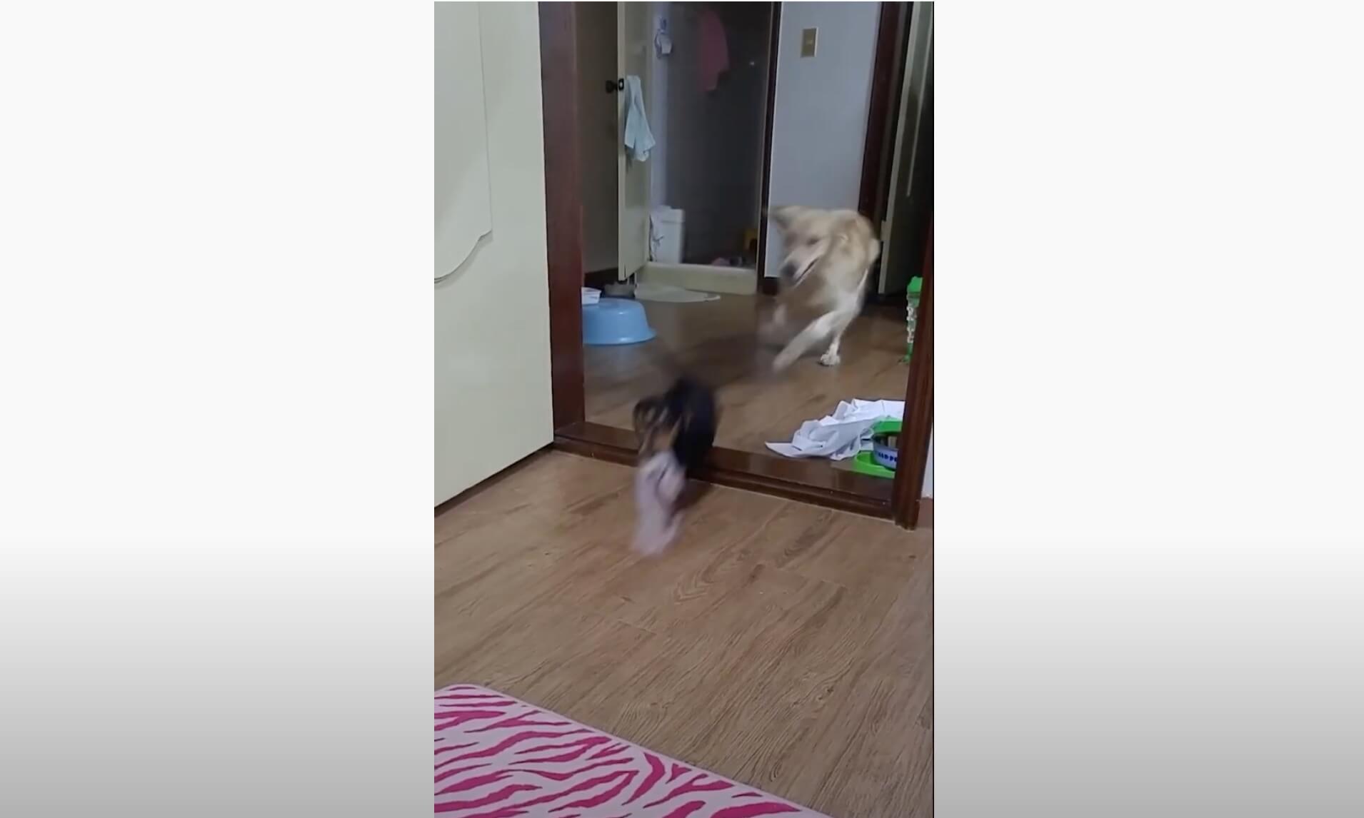 ダックスフンド,動画