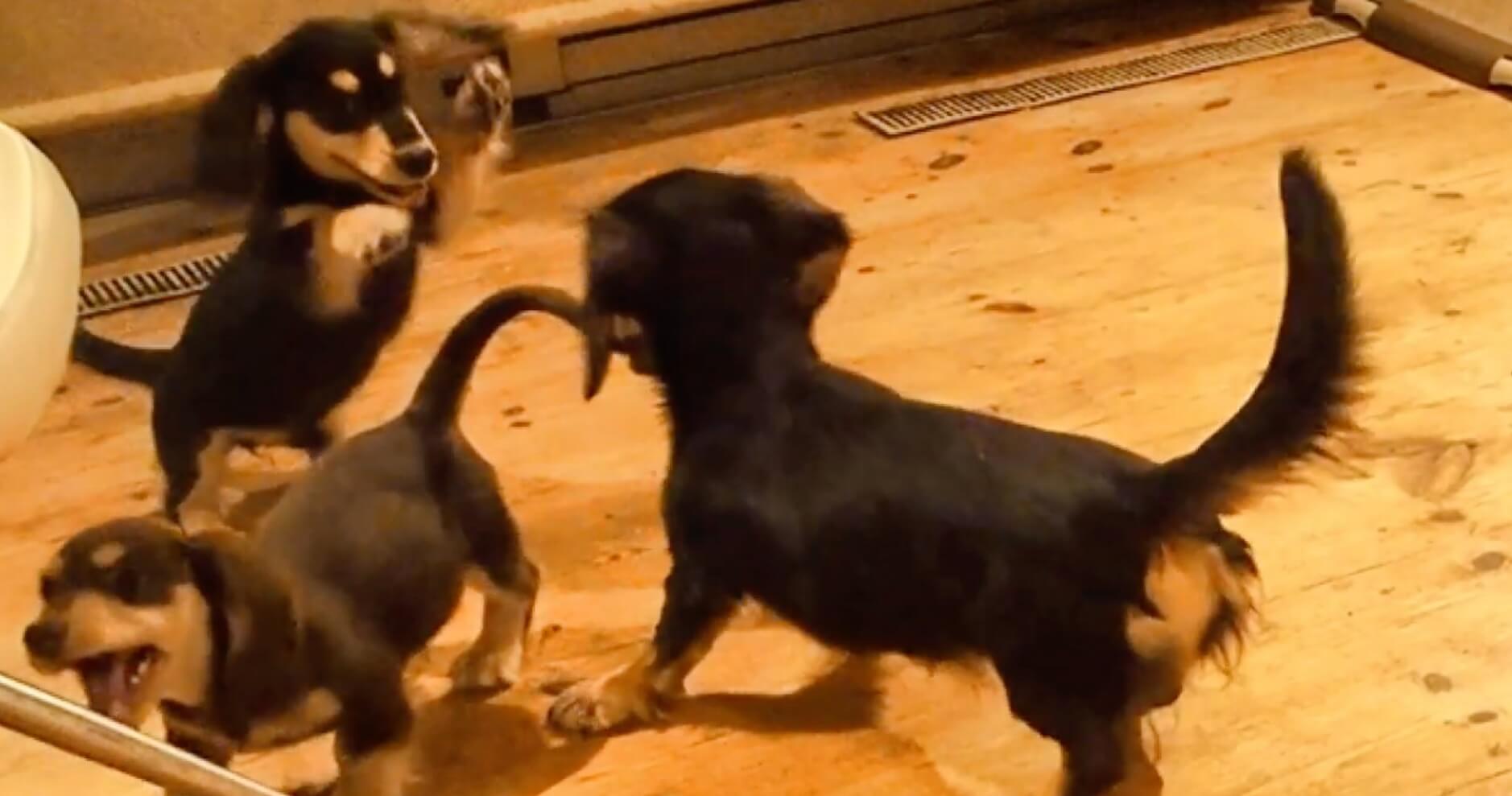 ダックスフンド,動画