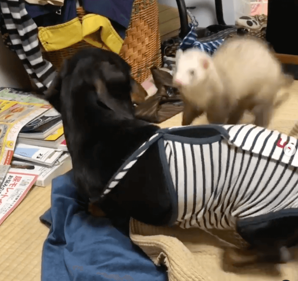 ダックスフンド,動画