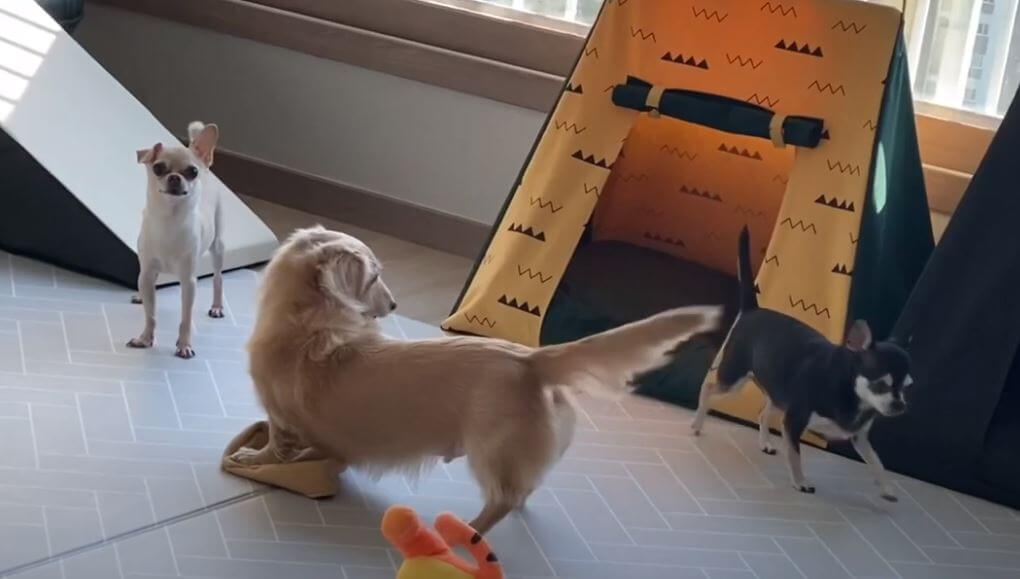 ダックスフンド,動画