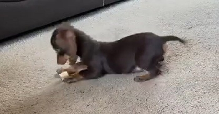 ダックスフンド,動画