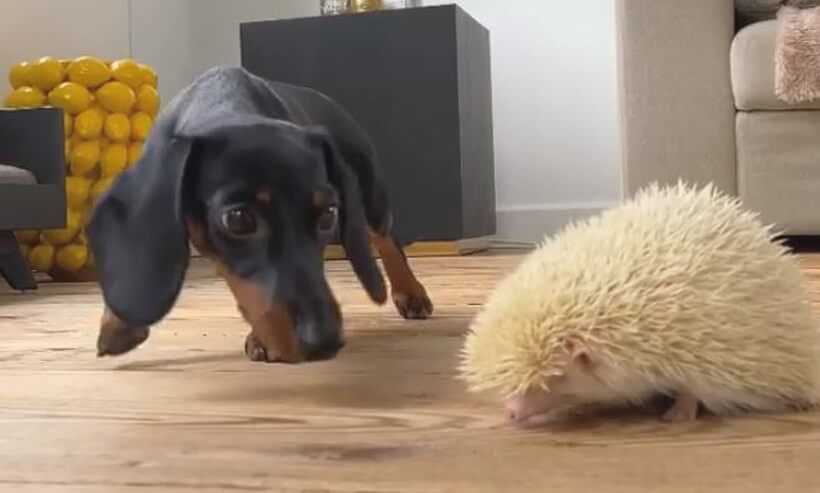 ダックスフンド,動画