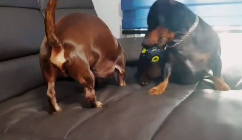 ダックスフンド,動画