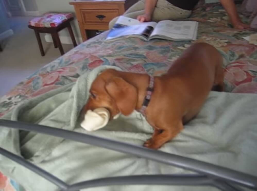 ダックスフンド,動画