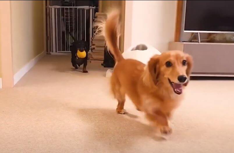 ダックスフンド,動画