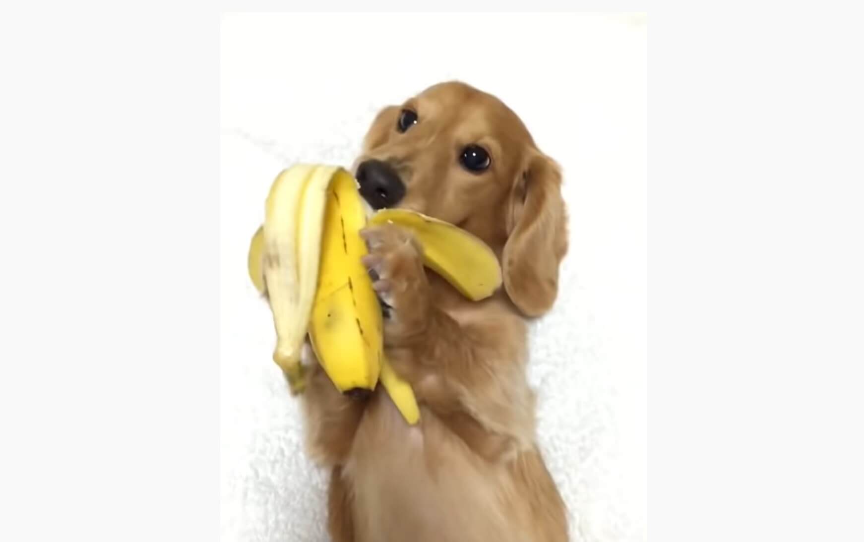 ダックスフンド,動画