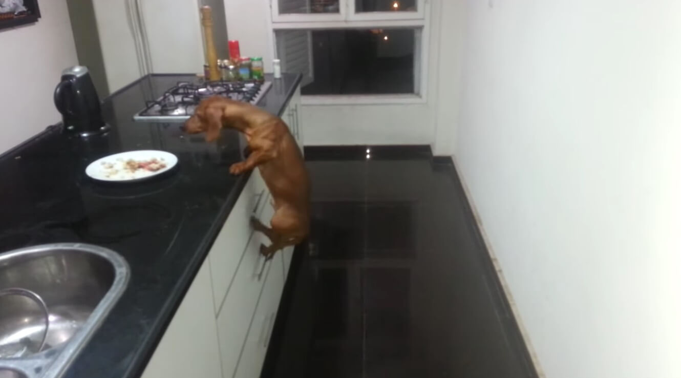 ダックスフンド,動画