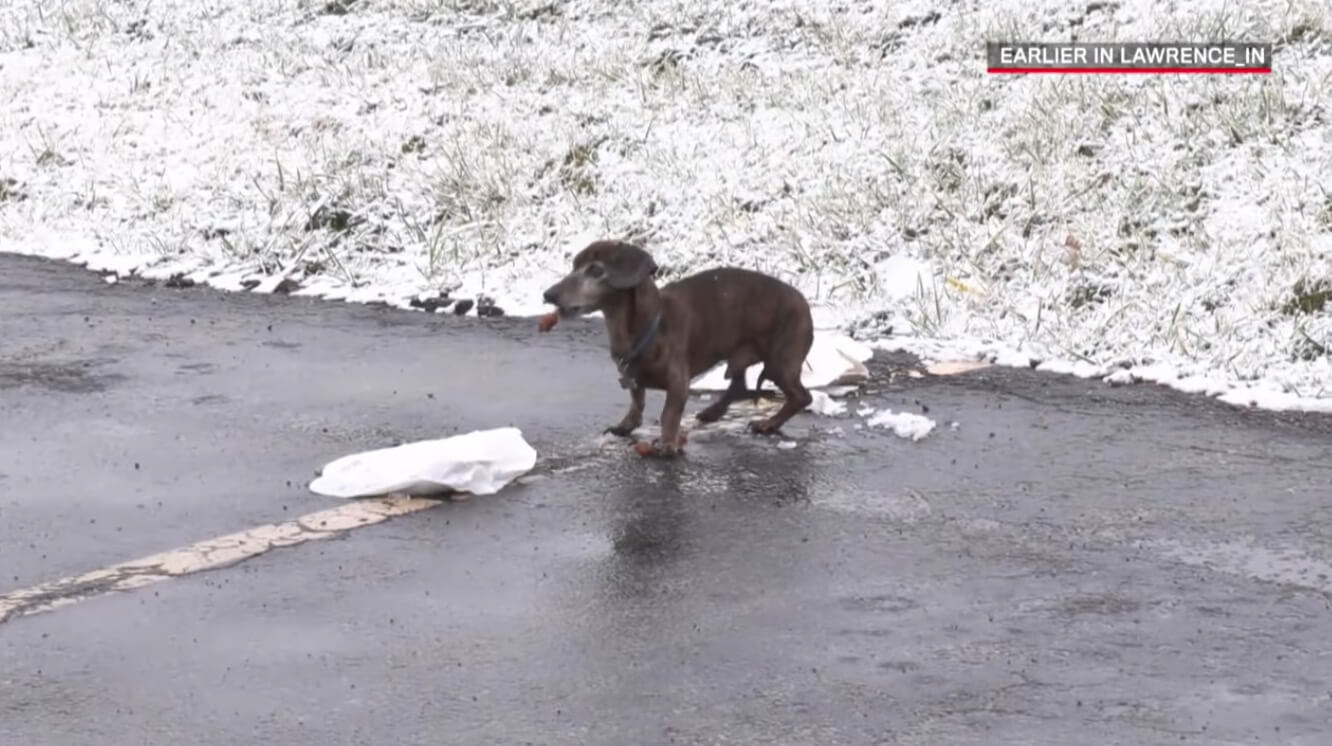 ダックスフンド,動画