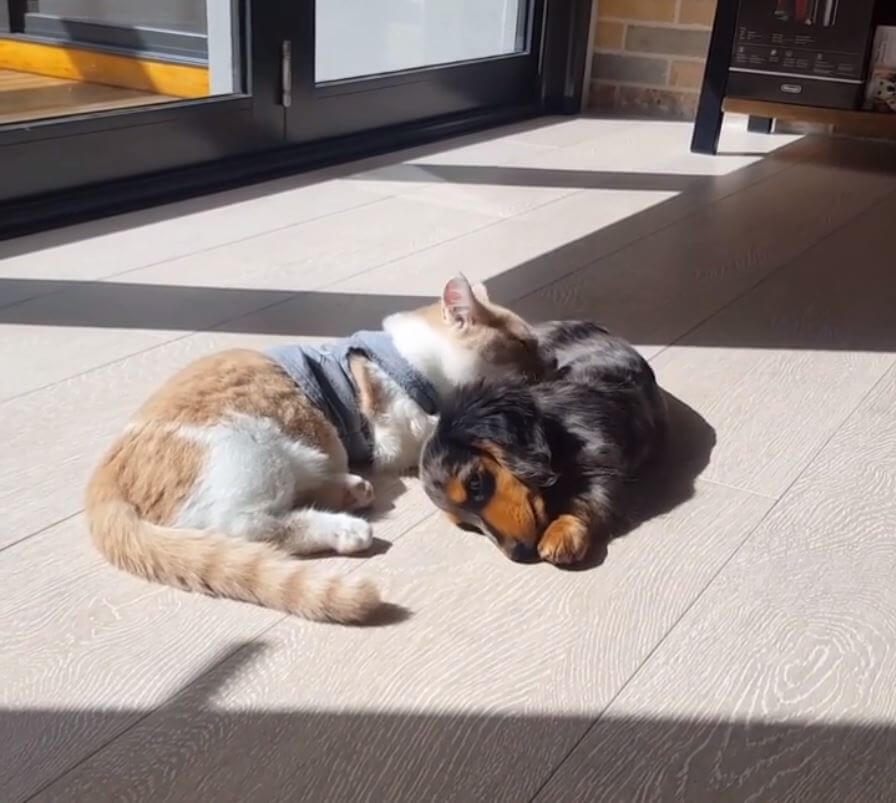 ダックスフンド,動画