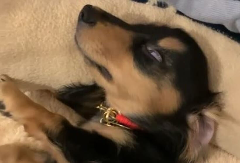 ダックスフンド,動画