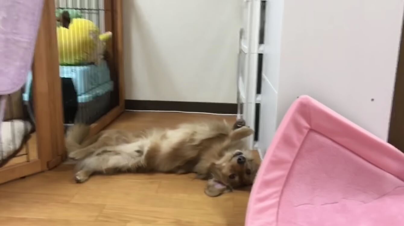 ダックスフンド,動画