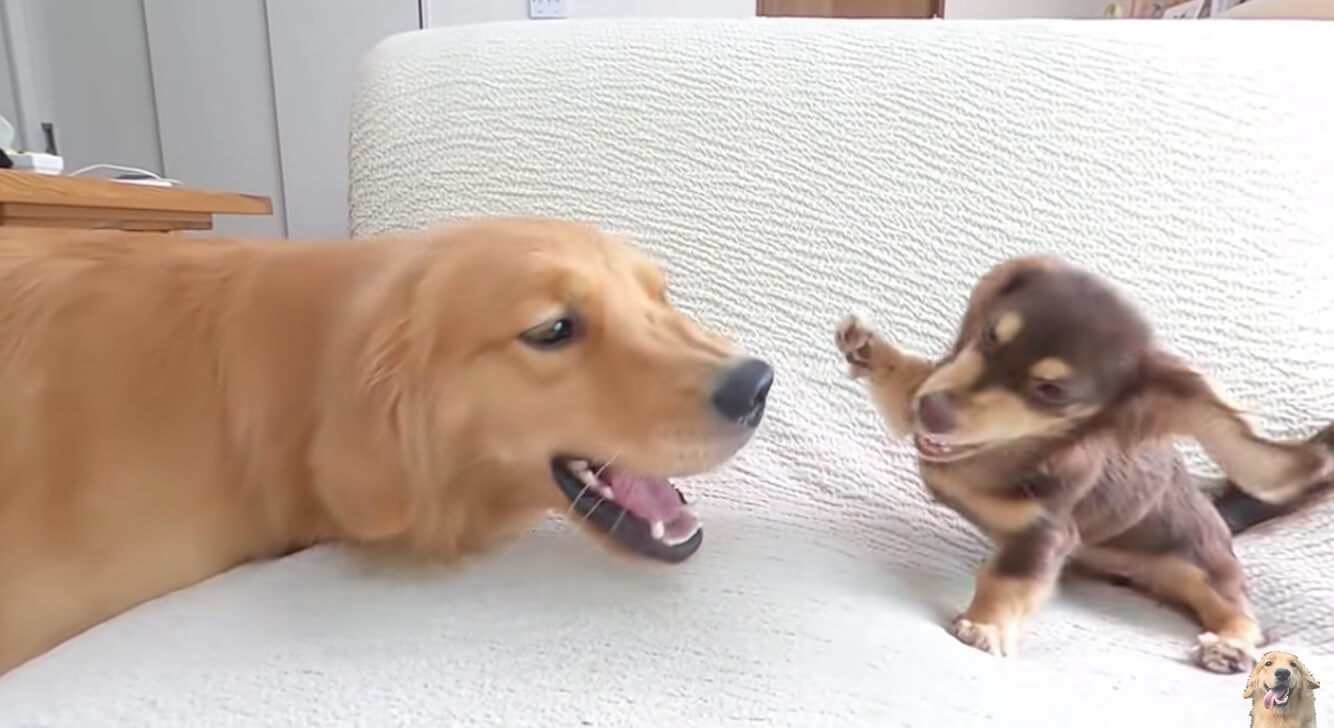 ダックスフンド,動画