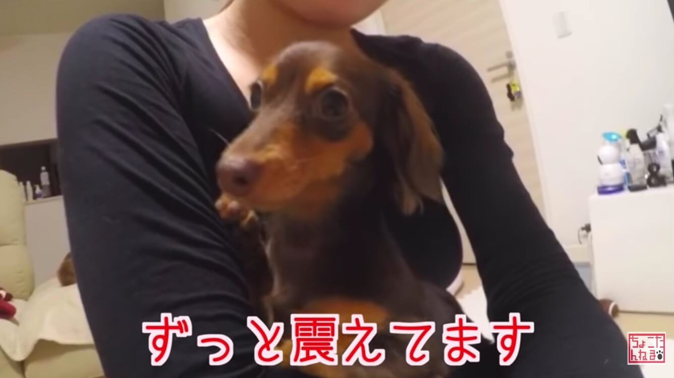 ダックスフンド,動画