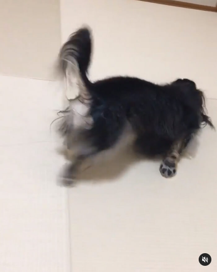 ダックスフンド,動画