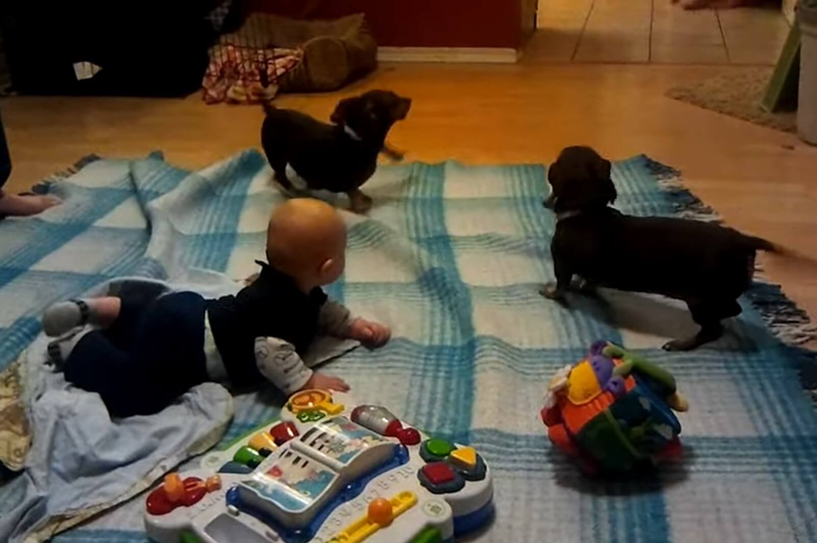 ダックスフンド,動画