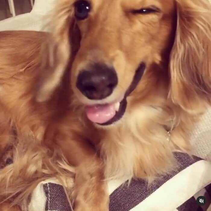 ダックスフンド,動画