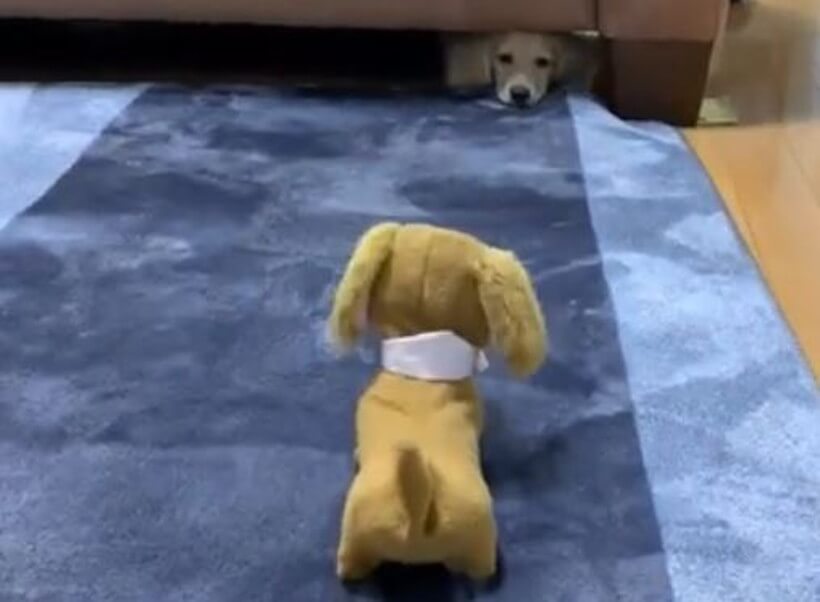 ダックスフンド,動画