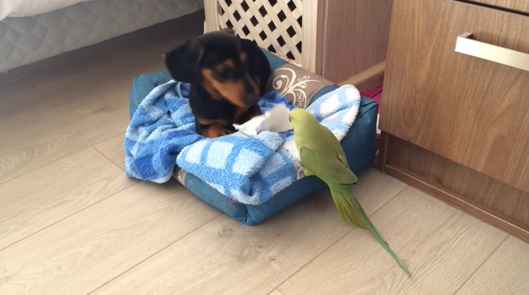 ダックスフンド,動画