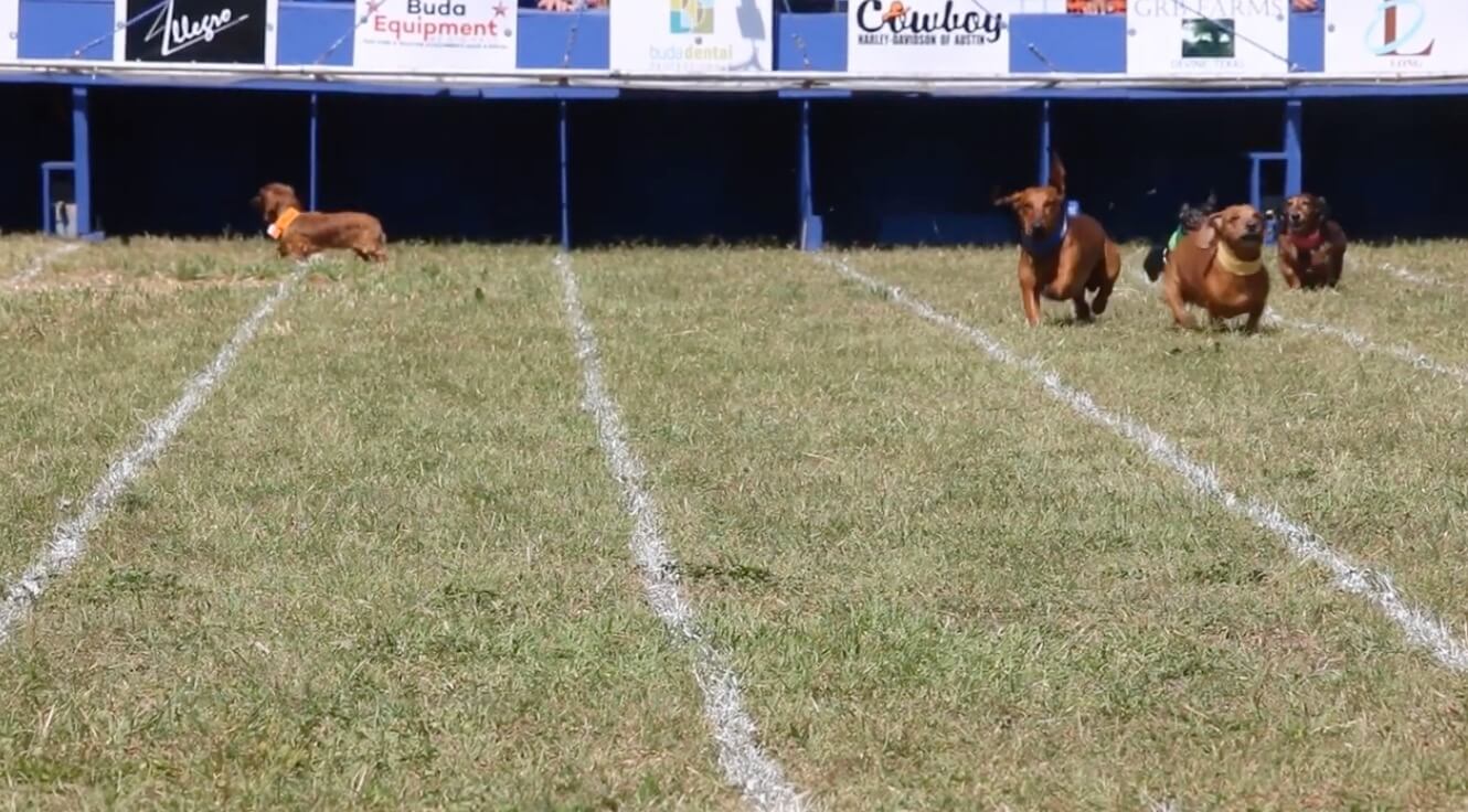 ダックスフンド,動画