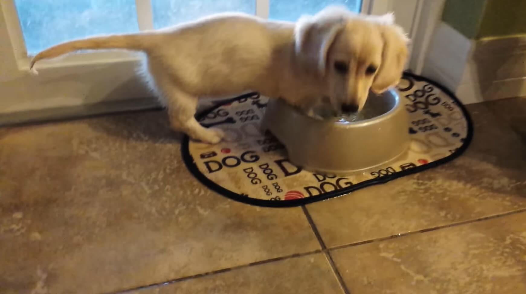 ダックスフンド,動画