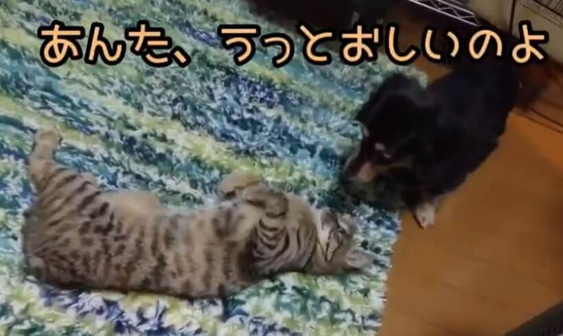 ダックスフンド,動画