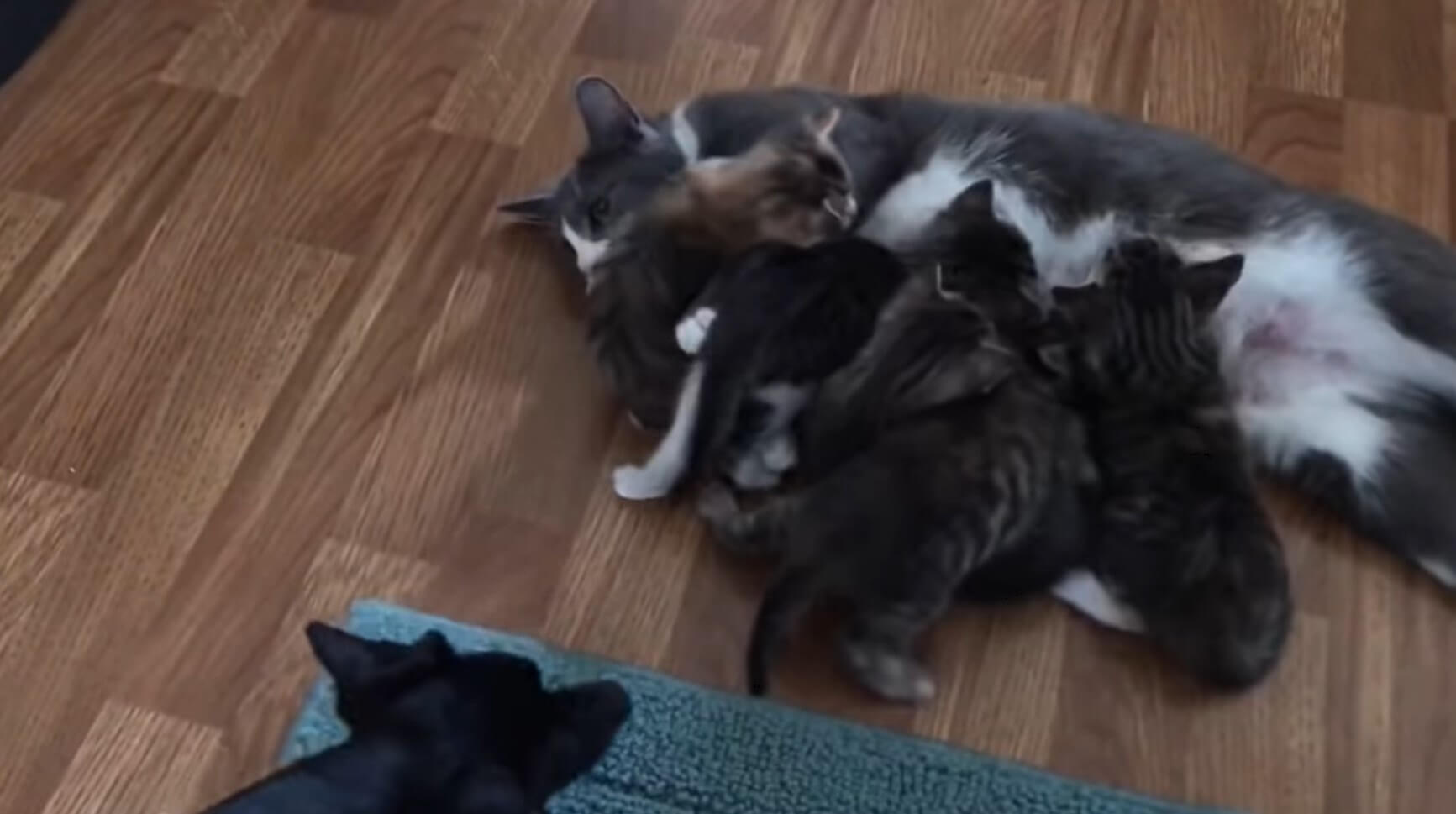 ダックスフンド,動画