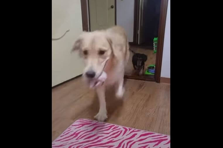 ダックスフンド,動画