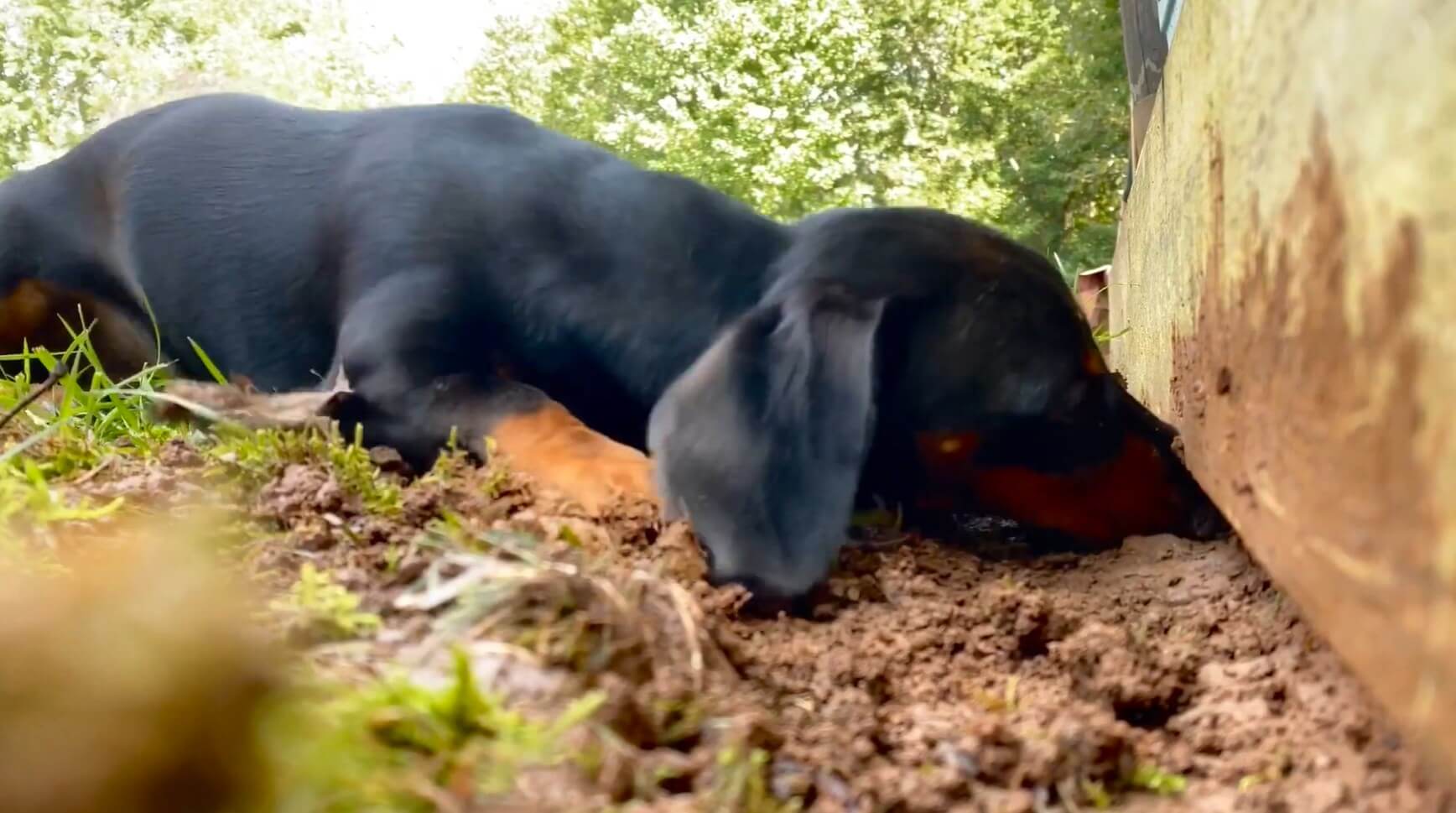 ダックスフンド,動画