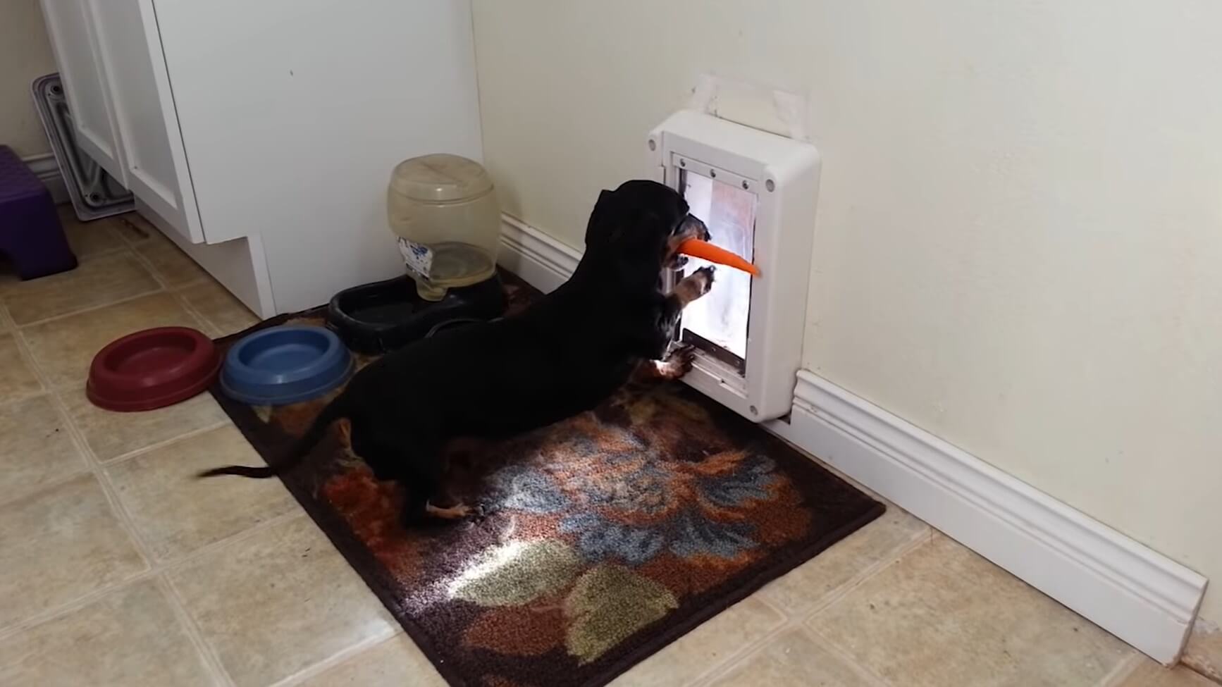 ダックスフンド,動画