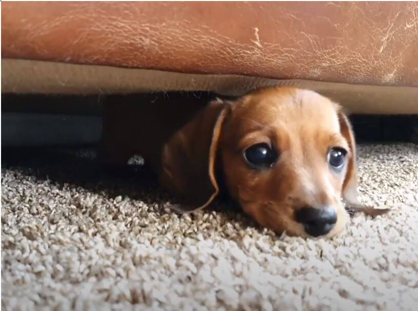 ダックスフンド,動画