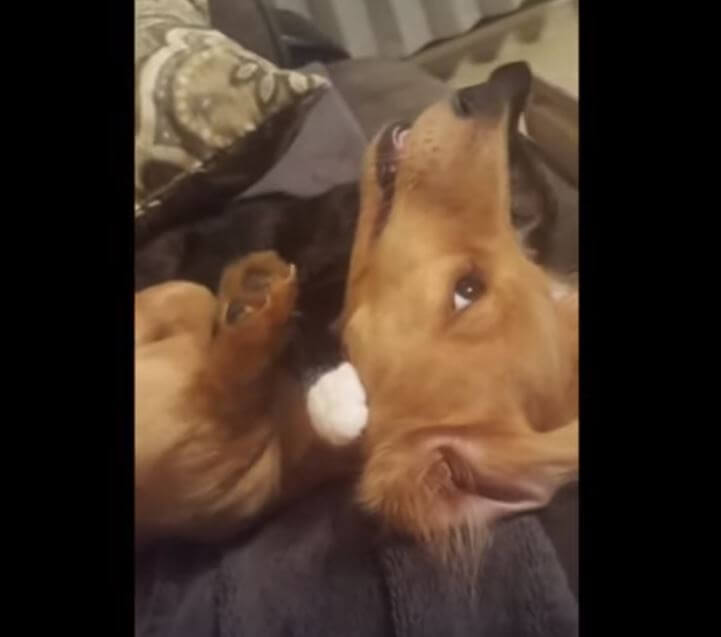 ダックスフンド,動画