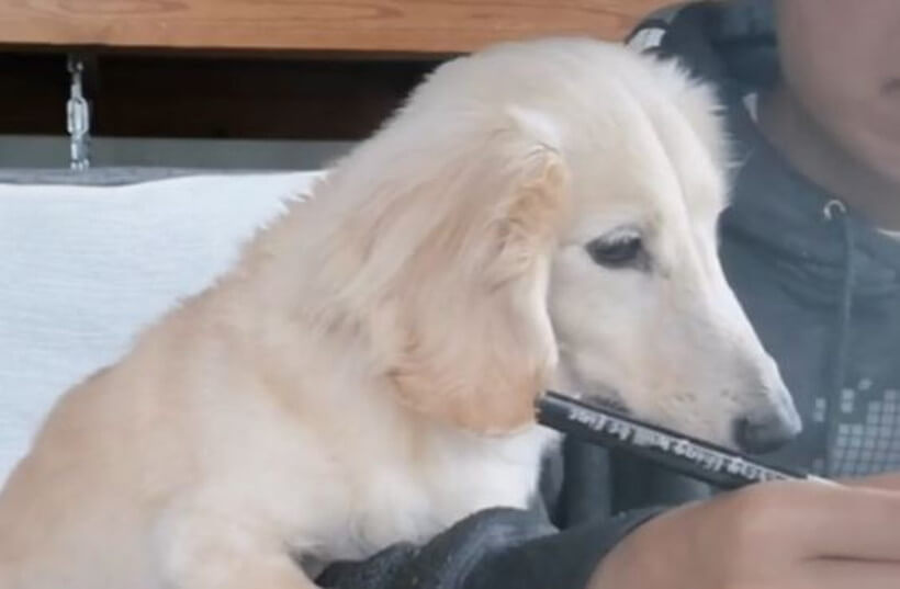 ダックスフンド,動画