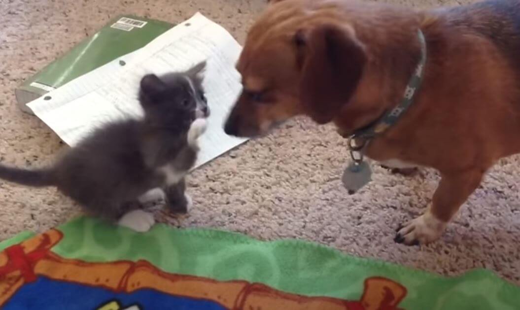 ダックスフンド,動画