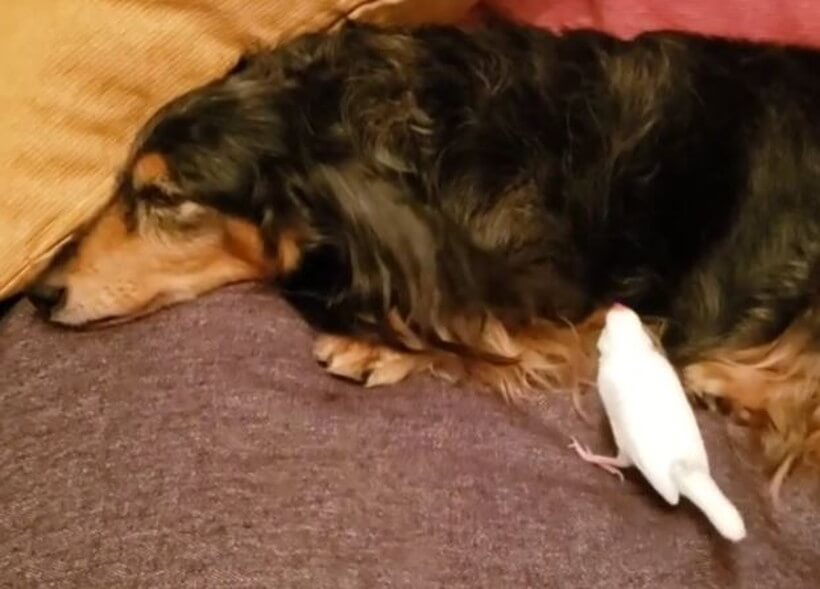 ダックスフンド,動画