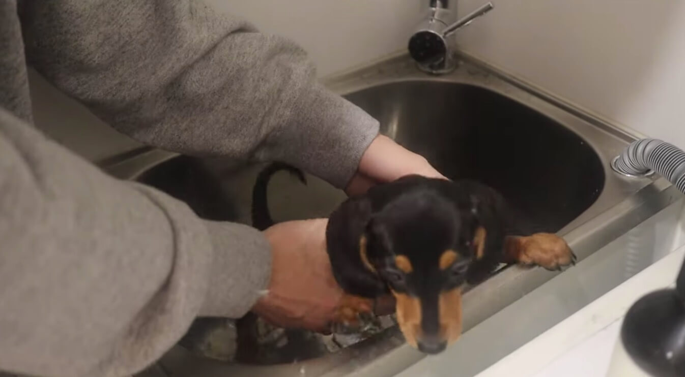 ダックスフンド,動画