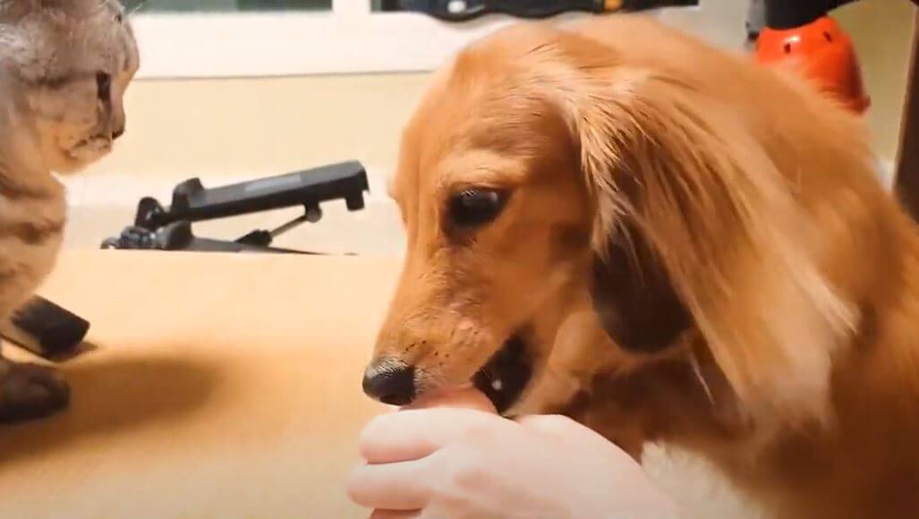 ダックスフンド,動画