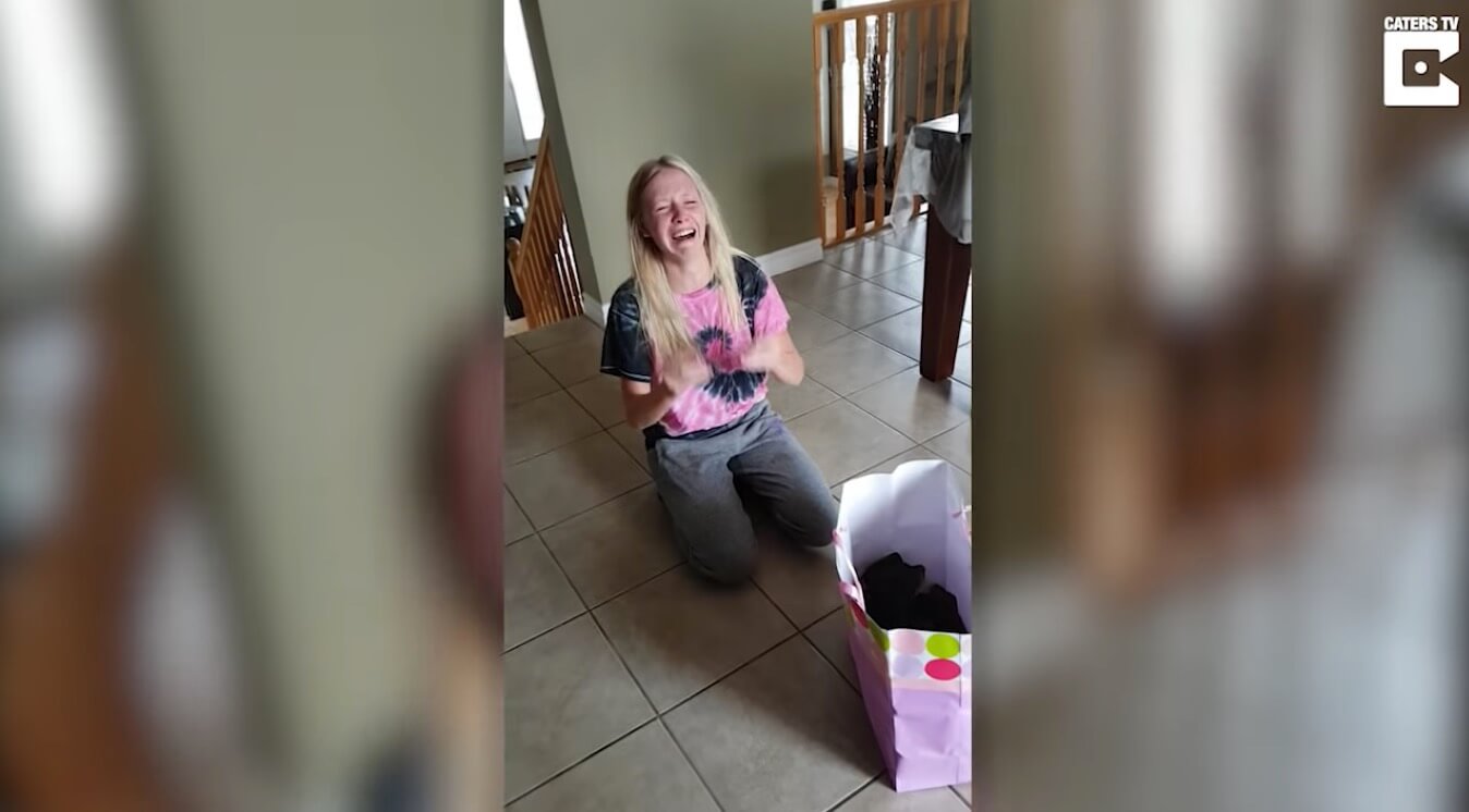 ダックスフンド,動画