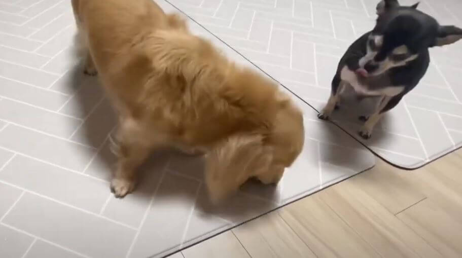 ダックスフンド,動画