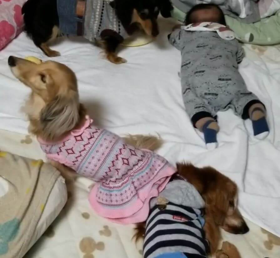 ダックスフンド,動画