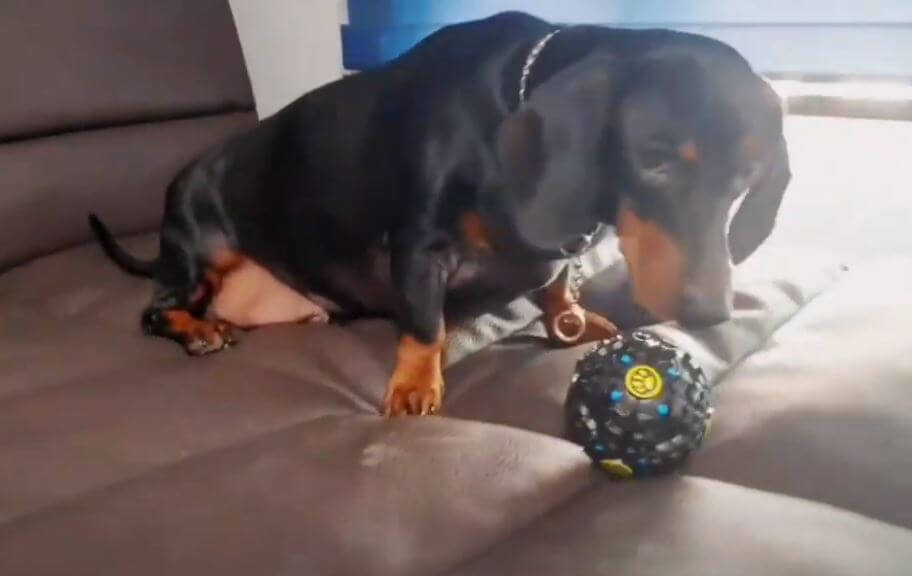 ダックスフンド,動画