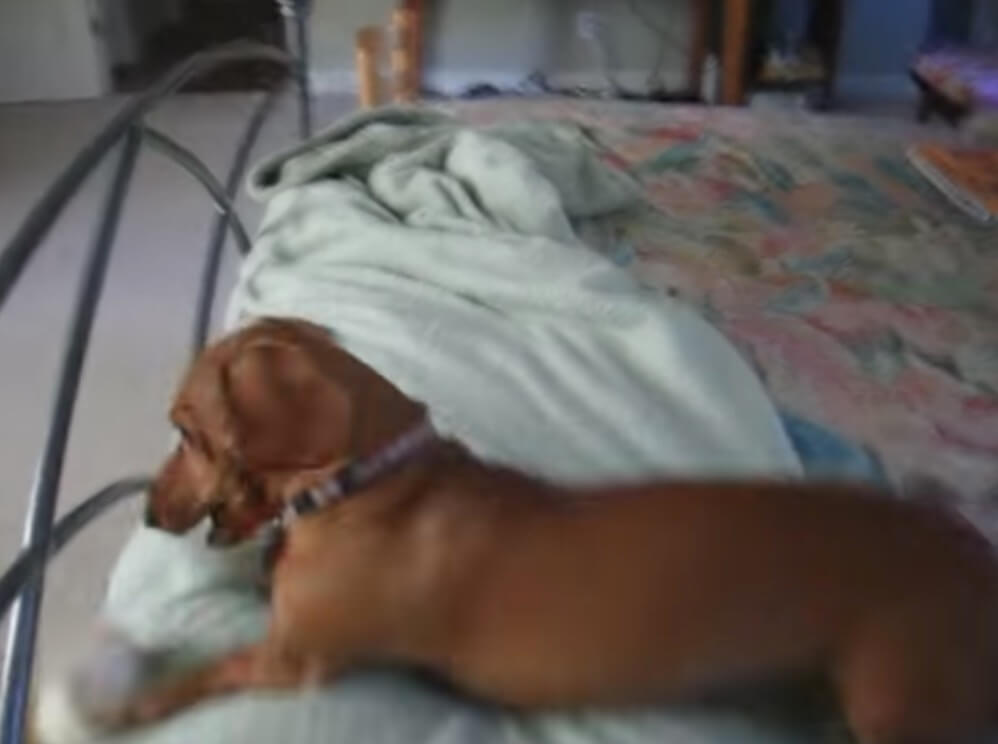 ダックスフンド,動画