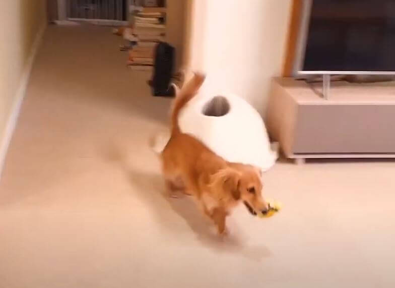 ダックスフンド,動画