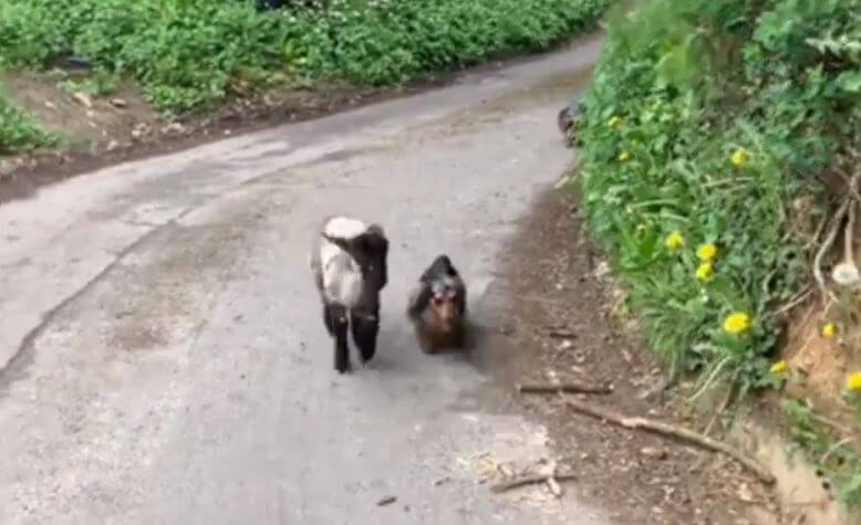 ダックスフンド,動画