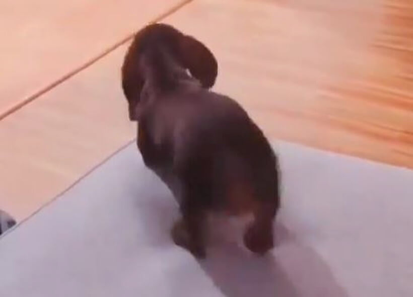 ダックスフンド,動画