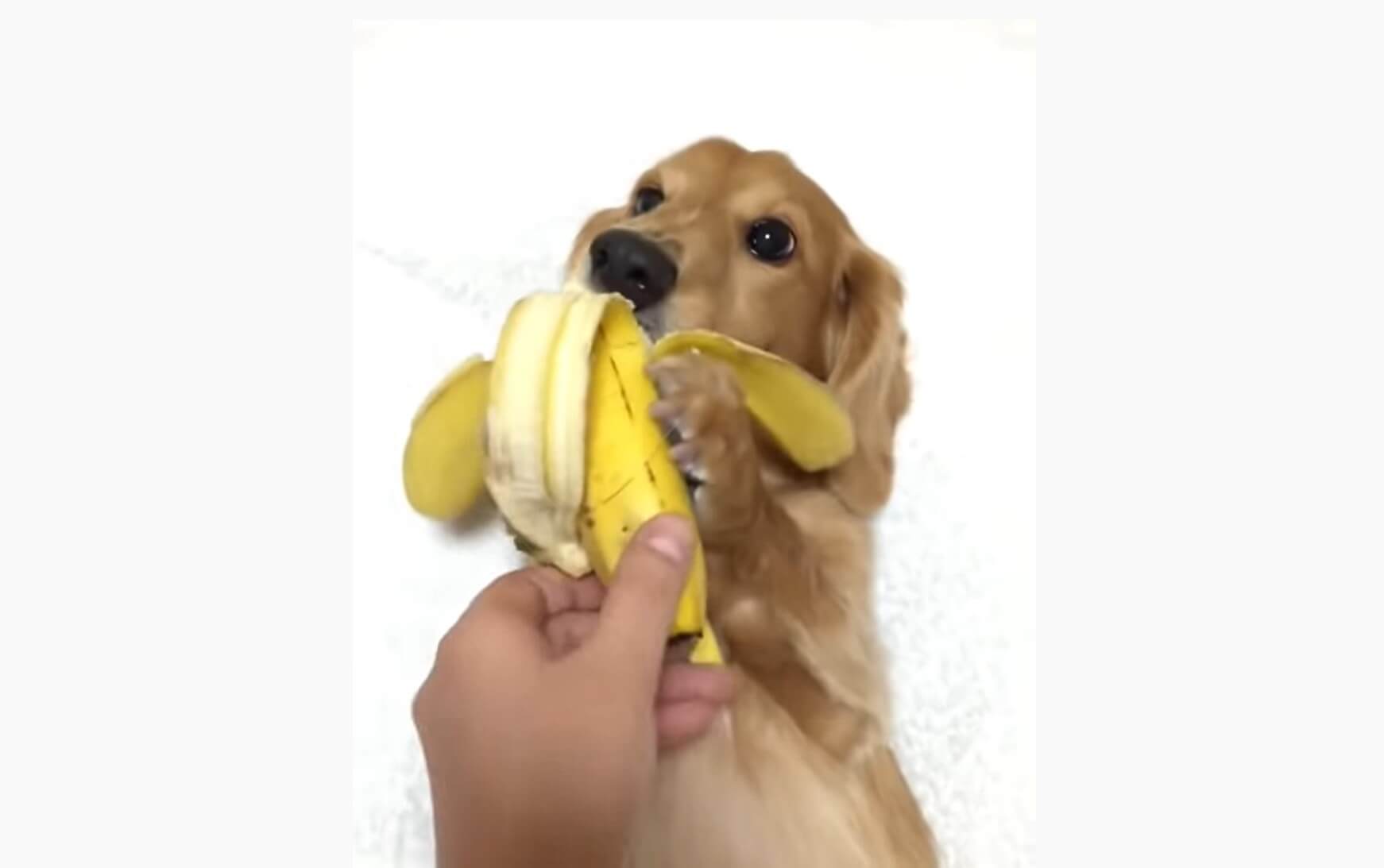 ダックスフンド,動画