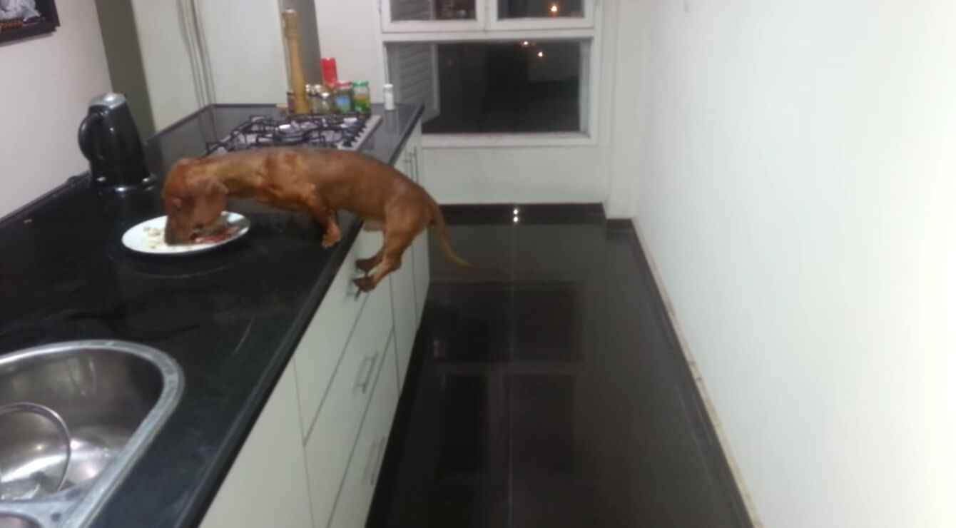 ダックスフンド,動画