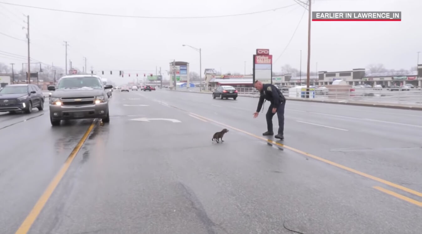 ダックスフンド,動画